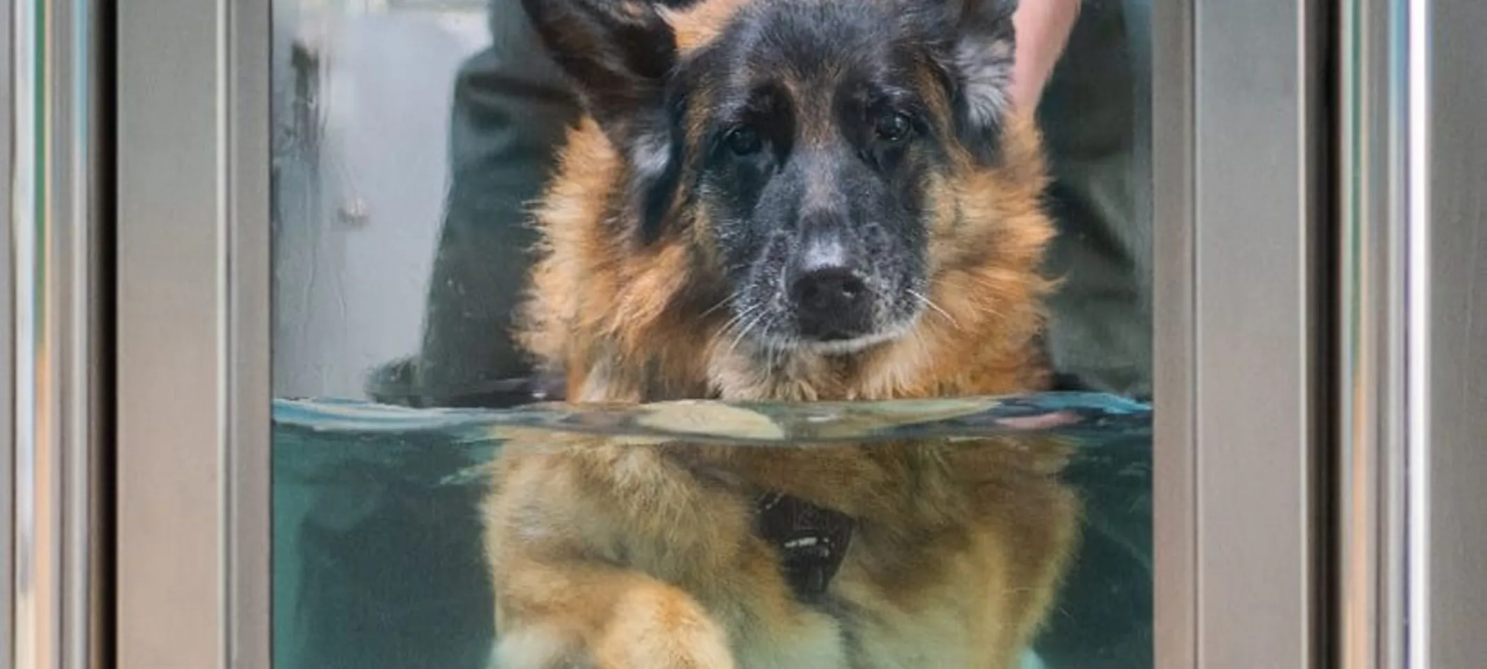 Dog doing hydrotherapy